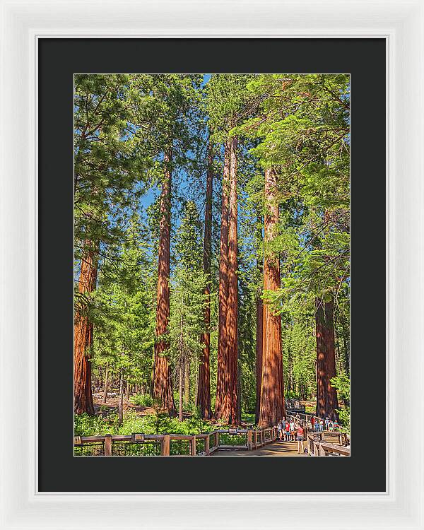 Wonderful and Magical Time at Mariposa Grove Giant Sequoias - Framed Print