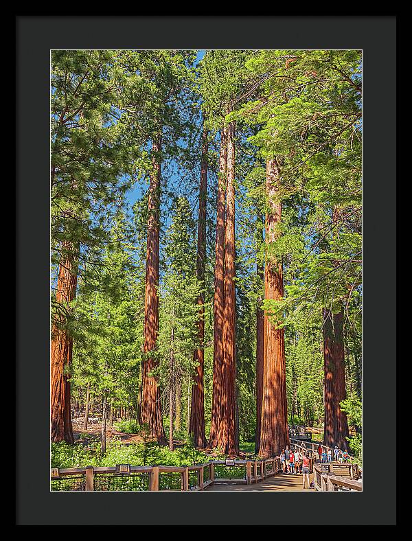 Wonderful and Magical Time at Mariposa Grove Giant Sequoias - Framed Print