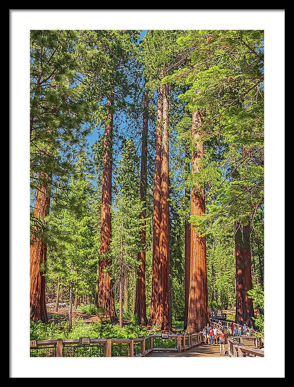 Wonderful and Magical Time at Mariposa Grove Giant Sequoias - Framed Print