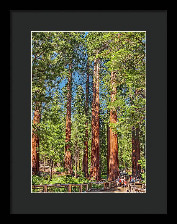 Wonderful and Magical Time at Mariposa Grove Giant Sequoias - Framed Print
