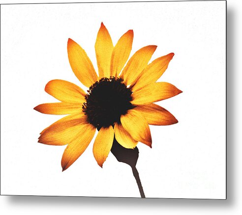 Sunny Sunflower Painting Art 1 - Metal Print