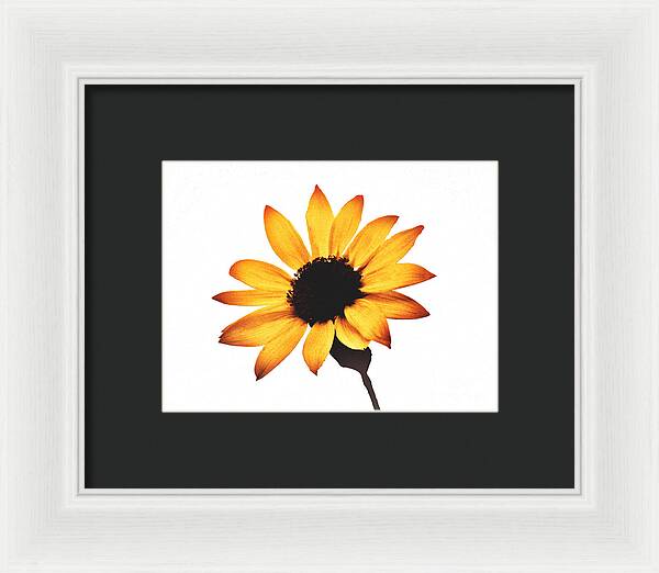 Sunny Sunflower Painting Art 1 - Framed Print