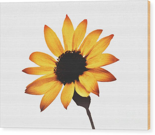 Sunny Sunflower Painting Art 1 - Wood Print