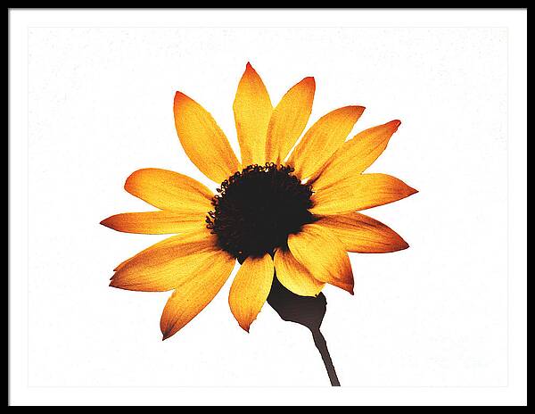 Sunny Sunflower Painting Art 1 - Framed Print