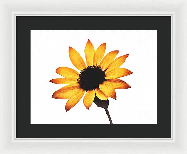 Sunny Sunflower Painting Art 1 - Framed Print