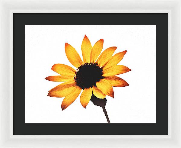 Sunny Sunflower Painting Art 1 - Framed Print