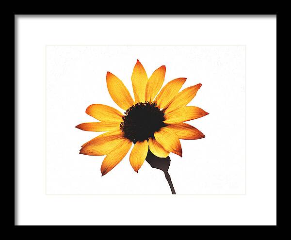 Sunny Sunflower Painting Art 1 - Framed Print