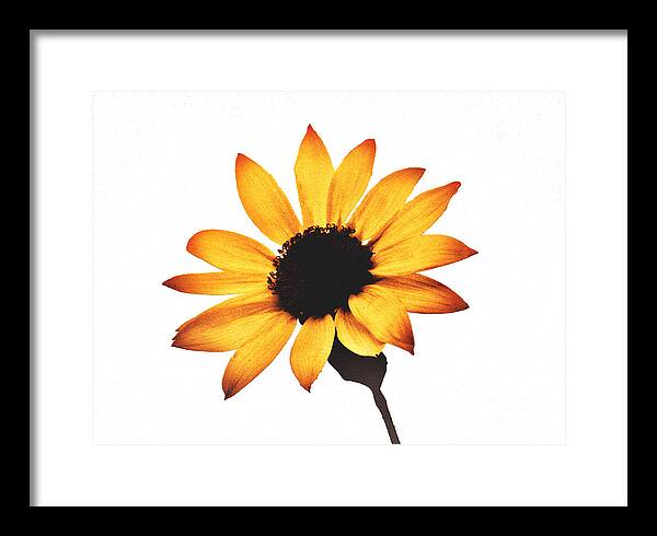 Sunny Sunflower Painting Art 1 - Framed Print