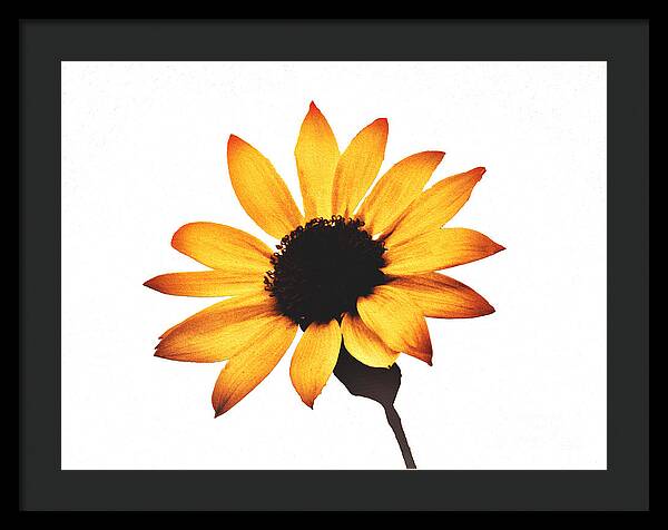 Sunny Sunflower Painting Art 1 - Framed Print