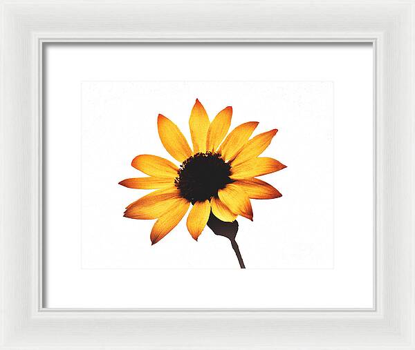 Sunny Sunflower Painting Art 1 - Framed Print