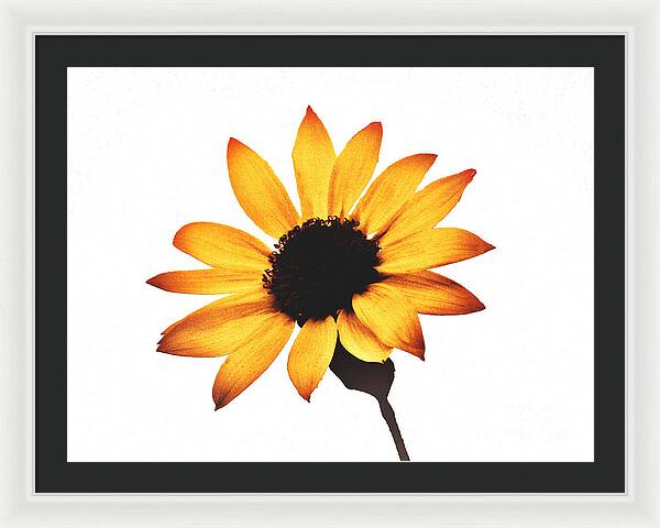 Sunny Sunflower Painting Art 1 - Framed Print