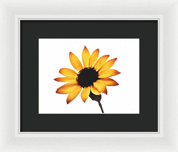 Sunny Sunflower Painting Art 1 - Framed Print
