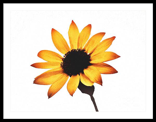 Sunny Sunflower Painting Art 1 - Framed Print