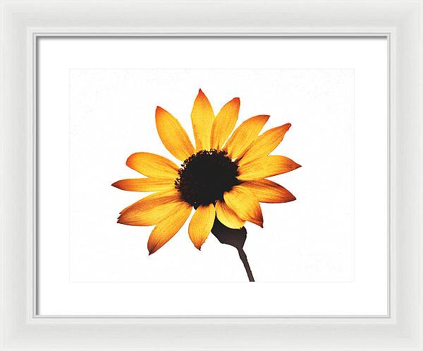 Sunny Sunflower Painting Art 1 - Framed Print