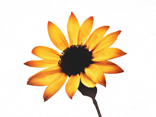 Sunny Sunflower Painting Art 1 - Art Print
