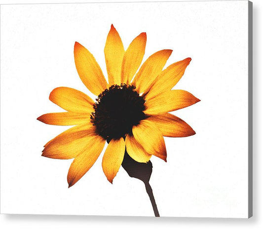 Sunny Sunflower Painting Art 1 - Acrylic Print