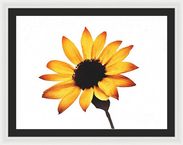 Sunny Sunflower Painting Art 1 - Framed Print