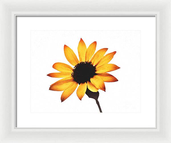Sunny Sunflower Painting Art 1 - Framed Print