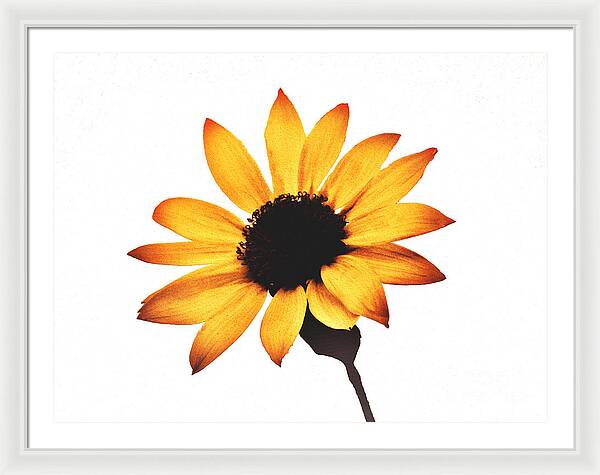 Sunny Sunflower Painting Art 1 - Framed Print