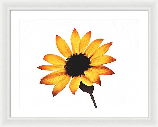 Sunny Sunflower Painting Art 1 - Framed Print