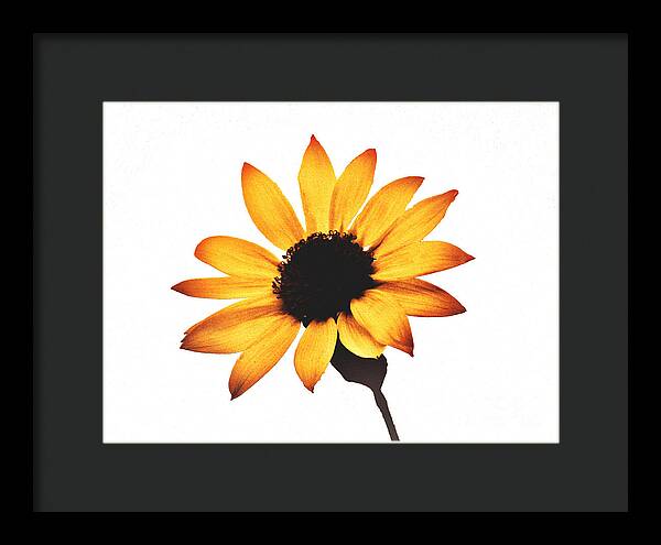Sunny Sunflower Painting Art 1 - Framed Print