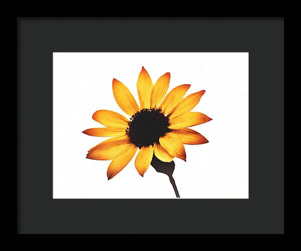 Sunny Sunflower Painting Art 1 - Framed Print