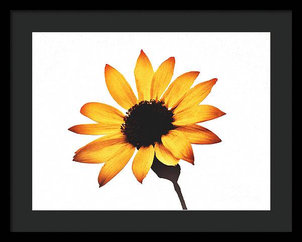 Sunny Sunflower Painting Art 1 - Framed Print
