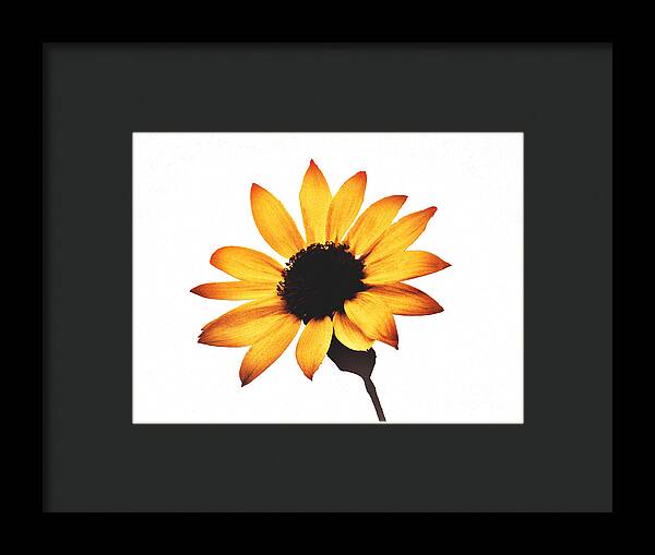 Sunny Sunflower Painting Art 1 - Framed Print