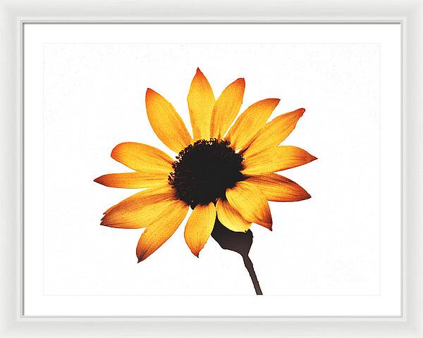 Sunny Sunflower Painting Art 1 - Framed Print