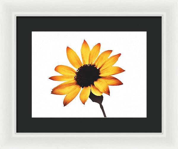 Sunny Sunflower Painting Art 1 - Framed Print