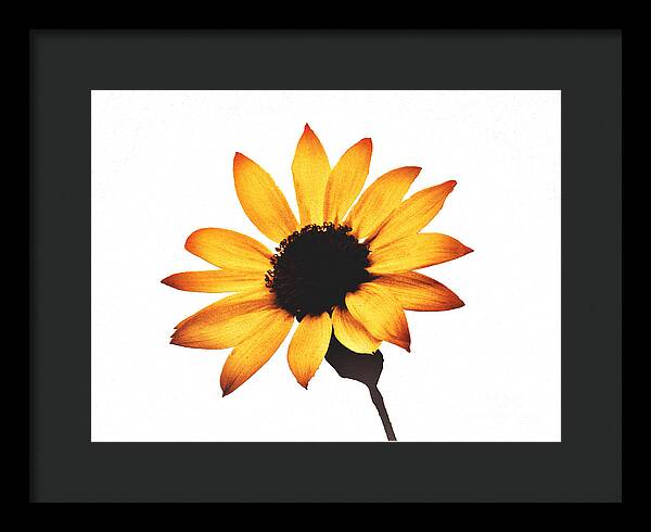 Sunny Sunflower Painting Art 1 - Framed Print