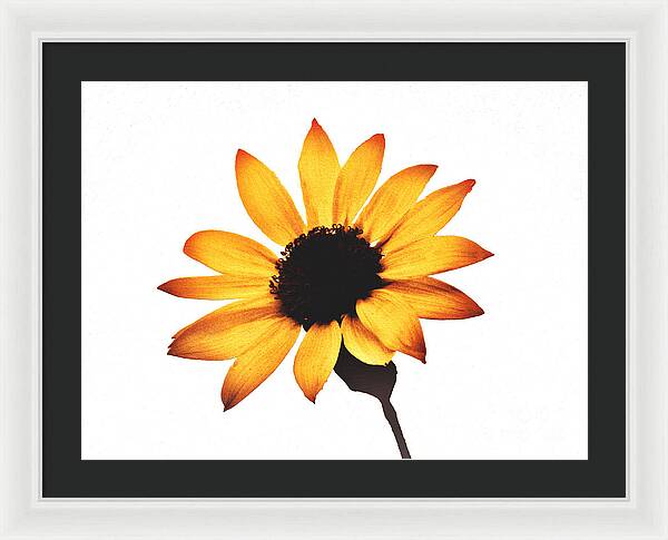 Sunny Sunflower Painting Art 1 - Framed Print