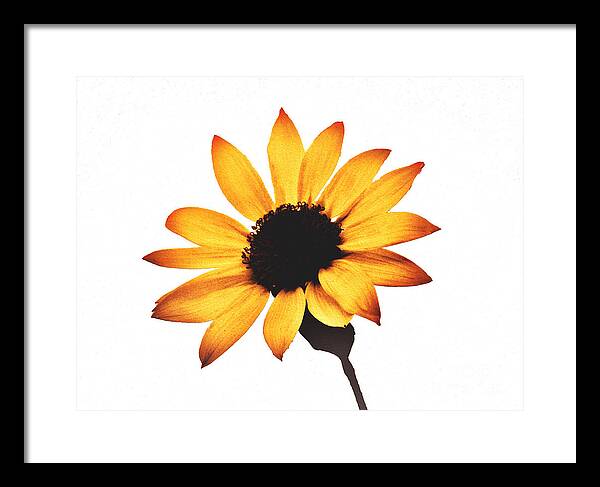 Sunny Sunflower Painting Art 1 - Framed Print