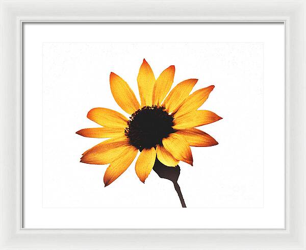 Sunny Sunflower Painting Art 1 - Framed Print