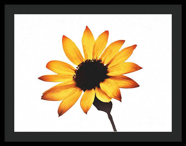 Sunny Sunflower Painting Art 1 - Framed Print