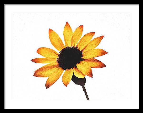 Sunny Sunflower Painting Art 1 - Framed Print