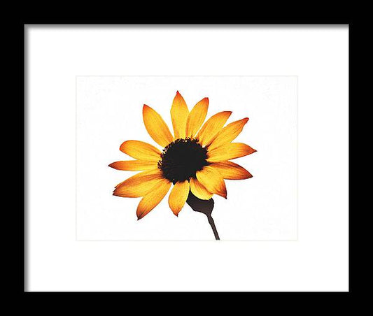 Sunny Sunflower Painting Art 1 - Framed Print