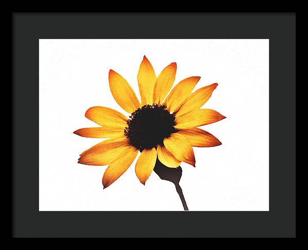 Sunny Sunflower Painting Art 1 - Framed Print
