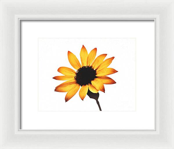 Sunny Sunflower Painting Art 1 - Framed Print