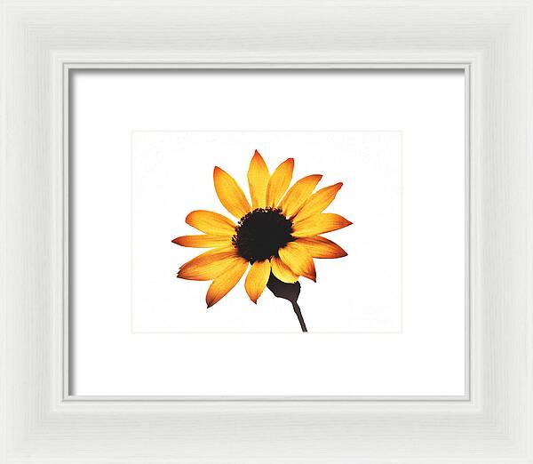 Sunny Sunflower Painting Art 1 - Framed Print