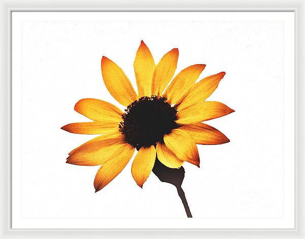 Sunny Sunflower Painting Art 1 - Framed Print