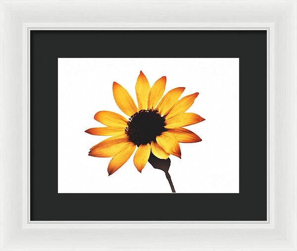 Sunny Sunflower Painting Art 1 - Framed Print