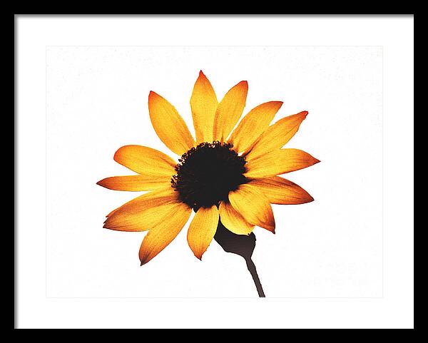 Sunny Sunflower Painting Art 1 - Framed Print