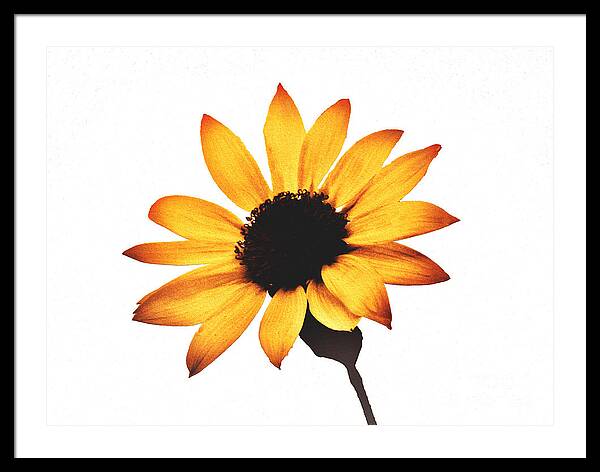 Sunny Sunflower Painting Art 1 - Framed Print