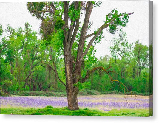 Lavender Flowers Landscape 3 - Canvas Print