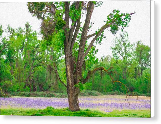 Lavender Flowers Landscape 3 - Canvas Print