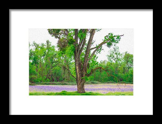 Lavender Flowers Landscape 3 - Framed Print