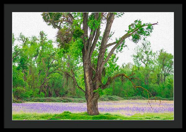 Lavender Flowers Landscape 3 - Framed Print