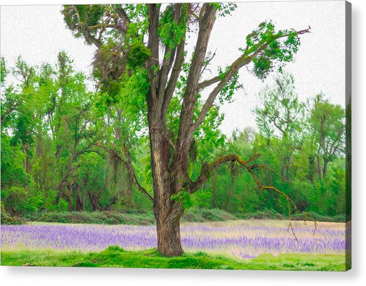 Lavender Flowers Landscape 3 - Acrylic Print