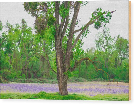 Lavender Flowers Landscape 3 - Wood Print